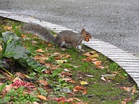 Grey Squirrel.