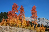 Shoal Peak and Aspens. Original public domain image from Flickr