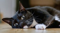 Close up black and white cat laying on the floor. Original public domain image from Flickr