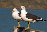 Black back gulls.