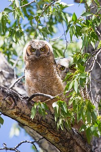 Great horned owlets, Mammoth Hot Springs, USA. Original public domain image from Flickr