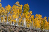 Pando aspen clone in fall colors, USA. Original public domain image from Flickr