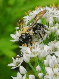 Carpenter bee Xylocopa virginica covered in pollen visiting flowers of garlic chives Allium tuberosum.