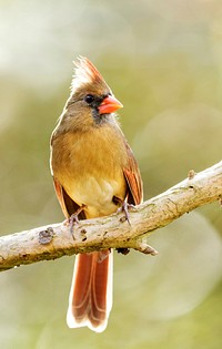 Northern cardinal, female bird. Free public domain CC0 photo.
