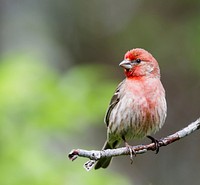 House finch bird. Free public domain CC0 image.