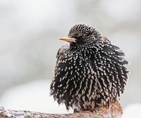 European starling bird. Free public domain CC0 photo.