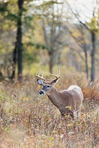 White tailed deer, animal background. Free public domain CC0 photo.