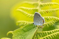 Eastern Tailed Blue Butterfly. Free public domain CC0 photo.