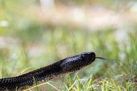 Eastern timber rattlesnake. Free public domain CC0 photo.