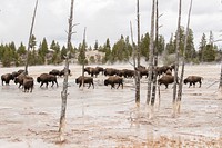 Bison at Fountain Paint pots by Jim Peaco. Original public domain image from Flickr