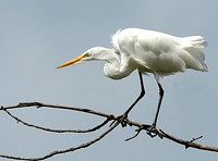 Great Egret Shiawassee National Wildlife Refuge. Original public domain image from Flickr