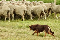 Australian kelpie at work. Free public domain CC0 photo.