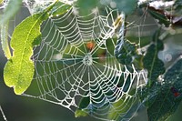 Spider Web. Original public domain image from Flickr