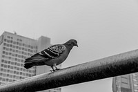 Pigeon on rail, monotone. Original public domain image from Flickr