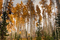 Aspen trees in full Autumn color on a stormy day. Original public domain image from Flickr