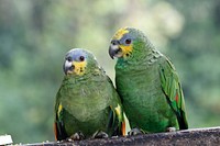 Amazong parrot, orange winged. Free public domain CC0 image.