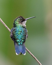 Bee hummingbird animal image. Free public domain CC0 photo.