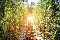 Branch of fresh tomatoes hanging on trees in organic farm, Bali island.