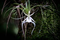 Ghost Orchid.