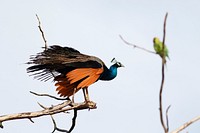 Peacock in a tree. Free public domain CC0 image.