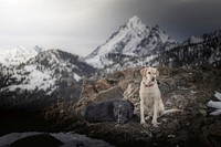 Dogs, Cooper and Kody, take a break amidst an amazing vista in the Okanogan Wenatchee National Forest, Washington. Original public domain image from Flickr