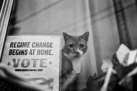Cat standing by the election sign. free public domain CC0 image. 