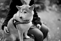 Shiba dog sitting with human in black and white image. Free public domain CC0 photo.