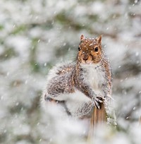 Gray squirrel, animal background. Free public domain CC0 photo.