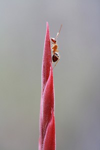 Airplant with Ant. Original public domain image from Flickr