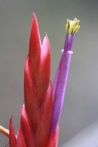 Cardinal Airplant. Original public domain image from Flickr