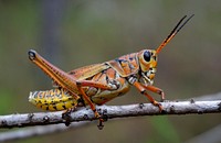 Lubber grasshopper. Original public domain image from Flickr