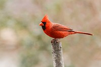 Male northern cardinal bird. Free public domain CC0 photo.