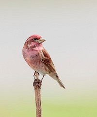 Purple finch bird. Free public domain CC0 image.