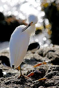 Spotted foraging in tidepools on the coastal Bird Rock of the California Coastal National Monument. Original public domain image from Flickr