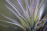 Floral Cardinal Airplant background. Original public domain image from Flickr