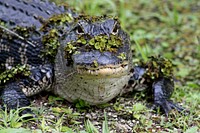 Gator. Original public domain image from Flickr