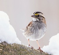 White-throated sparrow bird. Free public domain CC0 photo.