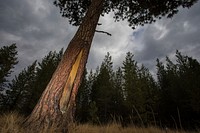 Culturally Scarred Ponderosa Pine Tree. Original public domain image from Flickr