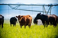 Stephen Becklund, manager of the J Bar L Ranch near Twin Bridges, Mont., developed and implemented a conservation plan with NRCS. He converted an alfalfa field to a mix of grasses and clovers, converted a flood irrigation system to a more water-efficient sprinkler irrigation system, and installed cross fences to rotate his cattle to more evenly graze his pastures.