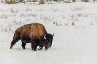 Bison walking in the snow near Tower Junction by Jacob W. Frank. Original public domain image from Flickr