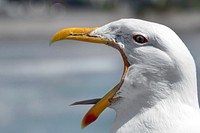 Seagull opening mouth, bird background. Original public domain image from Flickr