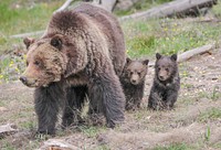 Gizzly sow and cubs near Roaring Mountain by Eric Johnston. Original public domain image from Flickr