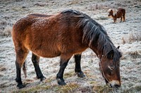 Brown Fell ponies grazing in a field. Original public domain image from Flickr