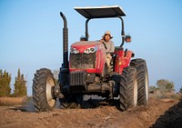 VH Produce owner Vue Her is a Hmong farmer on a 10-acre field, who grows several Asian specialty crops in Singer, CA, near Fresno, on November 9, 2018.