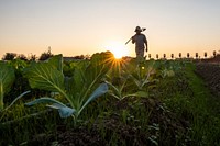VH Produce owner Vue Her is a Hmong farmer on a 10-acre field, who grows several Asian specialty crops in Singer, CA, near Fresno, on November 9, 2018.