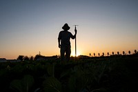 VH Produce owner Vue Her is a Hmong farmer on a 10-acre field, who grows several Asian specialty crops in Singer, CA, near Fresno, on November 9, 2018.