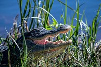 American Alligator at Anhinga Trail. Original public domain image from Flickr