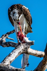 Osprey eating a fish at Flamingo. Original public domain image from Flickr