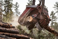 A harvester shoots a tree through removing its branches in seconds, then the bare tree trunk is cut to the desired length for sale by the contractor in accordance with the U.S. Department of Agriculture (USDA) Forest Service (FS) Kaibab National Forest, Williams Ranger District's Cougar Park Task Order, in Arizona, on December 4, 2018.