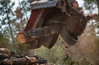 A harvester shoots a tree through removing its branches in seconds, then the bare tree trunk is cut to the desired length for sale by the contractor in accordance with the U.S. Department of Agriculture (USDA) Forest Service (FS) Kaibab National Forest, Williams Ranger District's Cougar Park Task Order, in Arizona, on December 4, 2018.